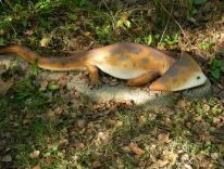 dinosaurer, pattedyr, istids forhistoriske dyr, modelstudie11