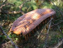 dinosaurer, pattedyr, istids forhistoriske dyr, modelstudie12