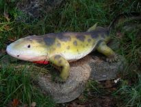 dinosaurer, pattedyr, istids forhistoriske dyr, modelstudie13