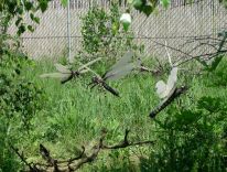 dinosaurer, pattedyr, istids forhistoriske dyr, modelstudie26